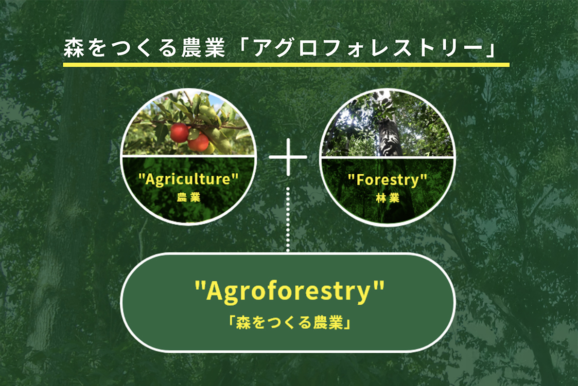 アグロフォレストリー栽培でCO2削減の図
